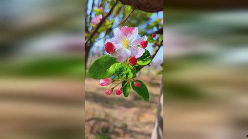 只愿海棠依旧,传承与变迁中的美丽传奇