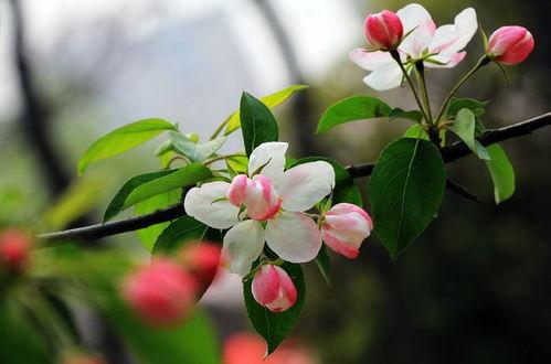 只愿海棠依旧,传承与变迁中的美丽传奇