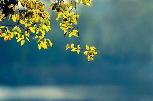 草木人间之人生如戏,人生如戏，演绎千姿百态