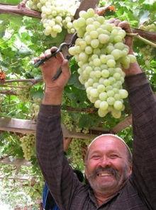 葡萄架下的女神,探寻女神的神秘传说