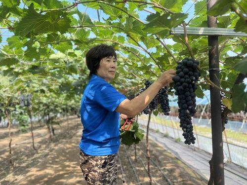 葡萄架下的女神,探寻女神的神秘传说