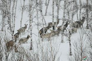 鹿隐千层林,探寻神秘森林的生态秘境