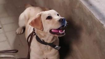 代号九耳犬,揭秘神秘特工的传奇故事