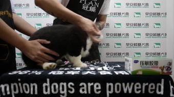 代号九耳犬,揭秘神秘特工的传奇故事