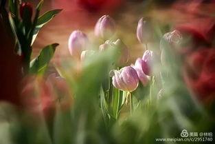 如梦花开,探寻梦境中的诗意人生