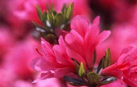 如梦花开,探寻梦境中的诗意人生