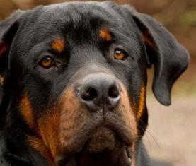 狗狗天地 第一季,萌宠成长记