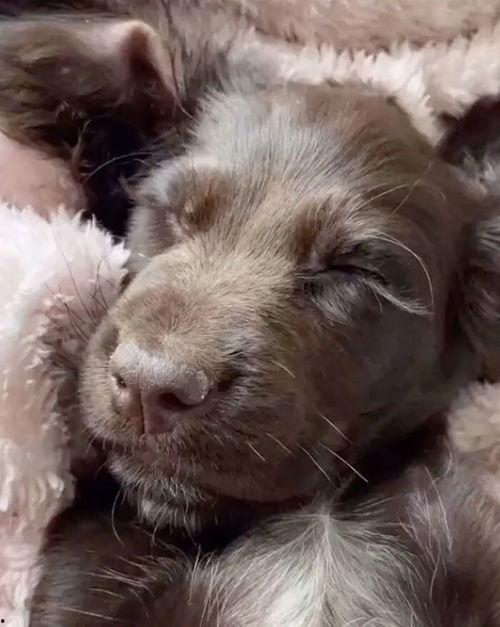 狗狗天地 第一季,萌宠成长记