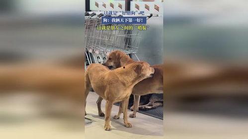 狗狗天地 第一季,萌宠成长记