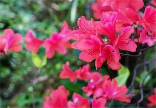 映山红,红色山野的传奇之花