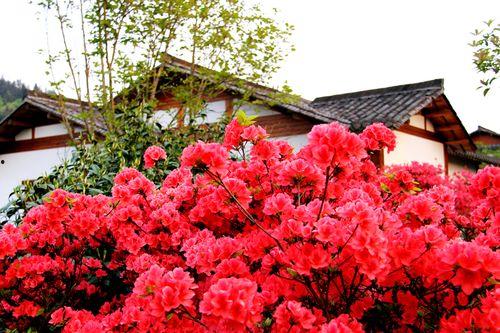 映山红,红色山野的传奇之花