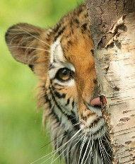 虎胆小子,少年英雄的冒险传奇