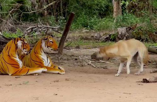 虎胆小子,少年英雄的冒险传奇